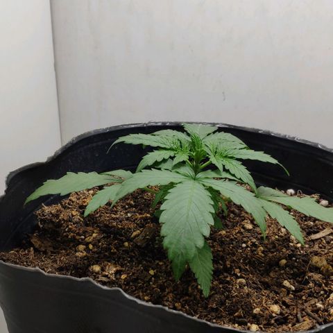 Ak47 Auto growlog timeline photo