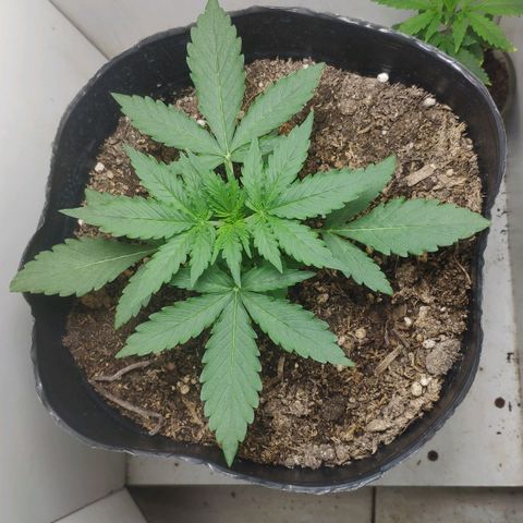 Ak47 Auto growlog timeline photo