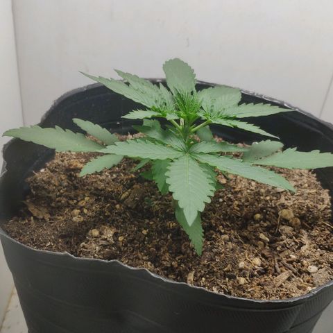 Ak47 Auto growlog timeline photo