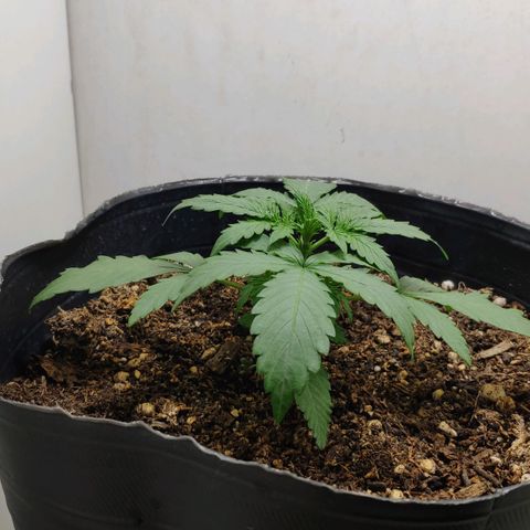 Ak47 Auto growlog timeline photo