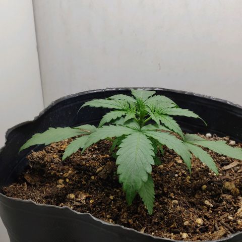Ak47 Auto growlog timeline photo