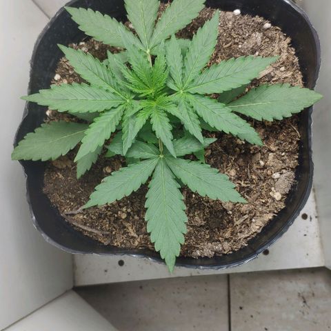Ak47 Auto growlog timeline photo