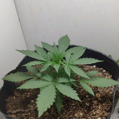 Ak47 Auto growlog timeline photo
