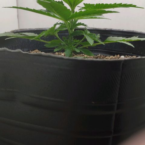 Ak47 Auto growlog timeline photo