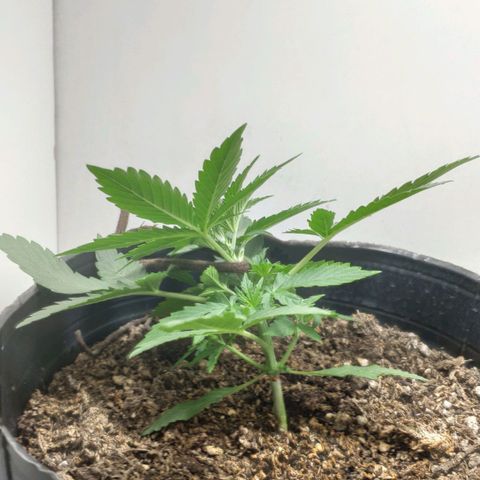 Ak47 Auto growlog photo: Se aplica LST a los 15 días