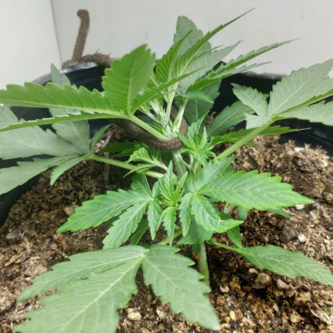 Ak47 Auto growlog photo: Se aplica LST a los 15 días