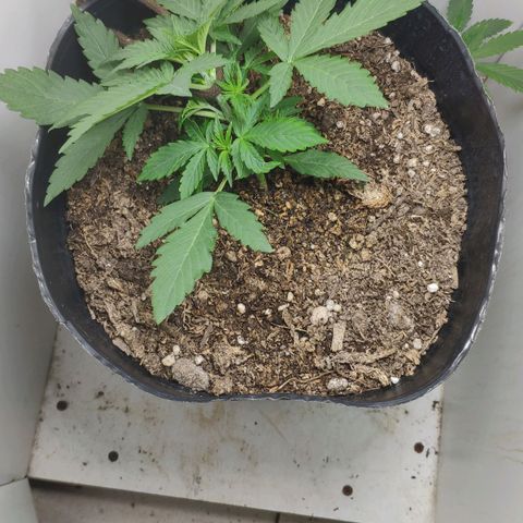 Ak47 Auto growlog photo: Se aplica LST a los 15 días