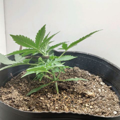 Ak47 Auto growlog photo: Se aplica LST a los 15 días