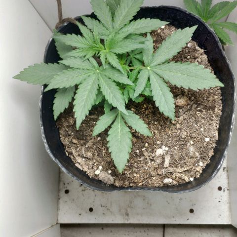 Ak47 Auto growlog photo: 15 días, a las horas de hacer LST las hijas se acomodaron