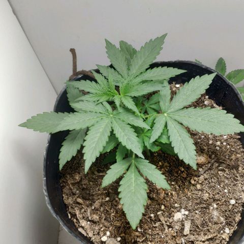 Ak47 Auto growlog photo: 15 días, a las horas de hacer LST las hijas se acomodaron