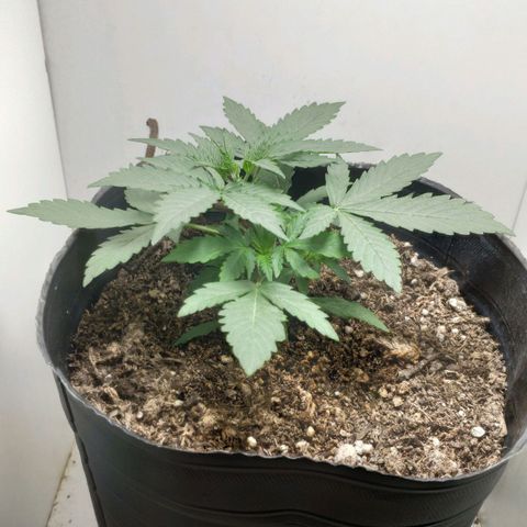 Ak47 Auto growlog photo: 15 días, a las horas de hacer LST las hijas se acomodaron