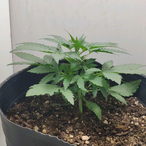 Ak47 Auto growlog photo: Ajusto cuerda LST