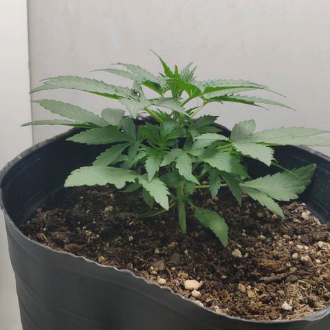 Ak47 Auto growlog photo: Ajusto cuerda LST