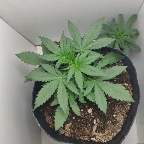 Ak47 Auto growlog photo: Ajusto cuerda LST