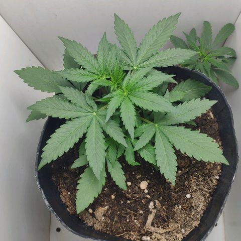 Ak47 Auto growlog photo: Ajusto cuerda LST
