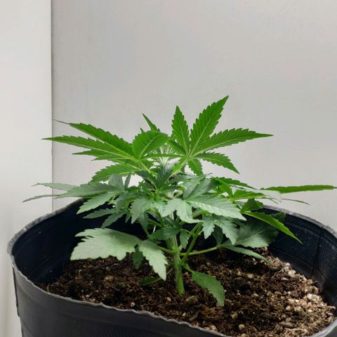 Ak47 Auto growlog photo: Día 17 bajo punta aplicando LST progresivamente