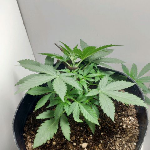 Ak47 Auto growlog photo: Día 17 bajo punta aplicando LST progresivamente
