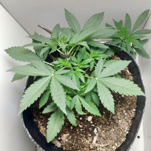 Ak47 Auto growlog photo: Día 17 bajo punta aplicando LST progresivamente