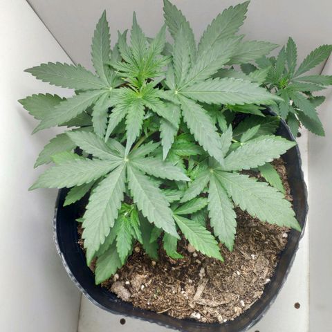Ak47 Auto growlog photo: 18 Días