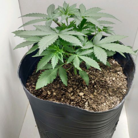 Ak47 Auto growlog photo: 18 Días
