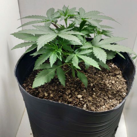 Ak47 Auto growlog photo: 18 Días
