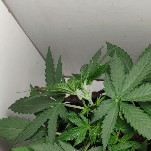Ak47 Auto growlog photo: Día 18 a última hs, se ajusta amarra LST, lo subo un nudo más arriba