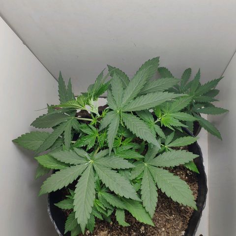 Ak47 Auto growlog photo: Día 18 a última hs, se ajusta amarra LST, lo subo un nudo más arriba