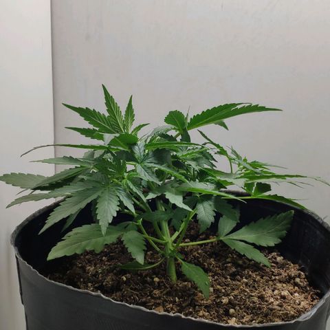 Ak47 Auto growlog photo: Día 18 a última hs, se ajusta amarra LST, lo subo un nudo más arriba