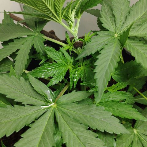 Ak47 Auto growlog photo: Día 18 a última hs, se ajusta amarra LST, lo subo un nudo más arriba