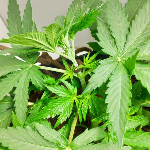 Ak47 Auto growlog photo: Día 18 a última hs, se ajusta amarra LST, lo subo un nudo más arriba