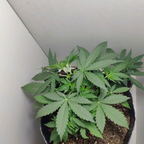 Ak47 Auto growlog photo: Día 18 a última hs, se ajusta amarra LST, lo subo un nudo más arriba