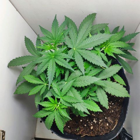 Ak47 Auto growlog photo: Día 19