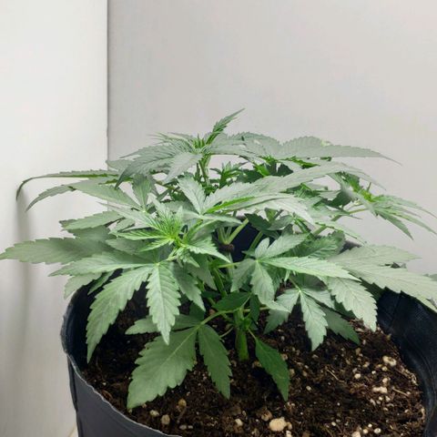 Ak47 Auto growlog photo: Día 19