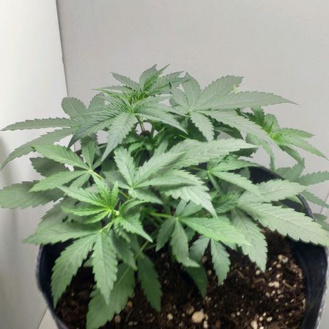 Ak47 Auto growlog photo: Día 19
