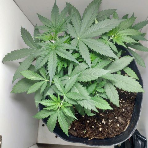 Ak47 Auto growlog photo: Día 19