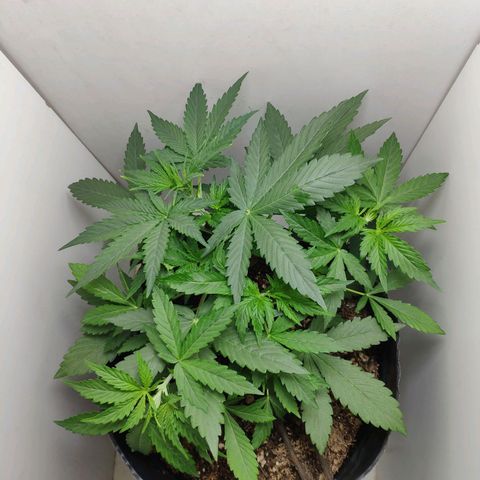 Ak47 Auto growlog photo: Día 20, amarro el tallo y bajo punta proncipal