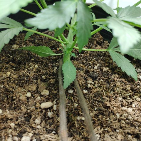 Ak47 Auto growlog photo: Día 20, amarro el tallo y bajo punta proncipal