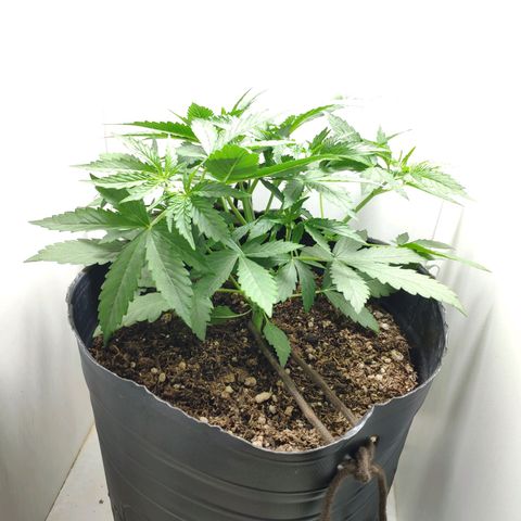 Ak47 Auto growlog photo: Día 20, amarro el tallo y bajo punta proncipal