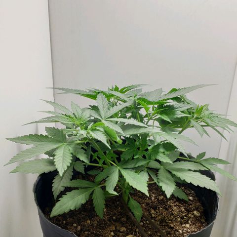 Ak47 Auto growlog photo: 20 días, día siguiente al riego. Atardecer