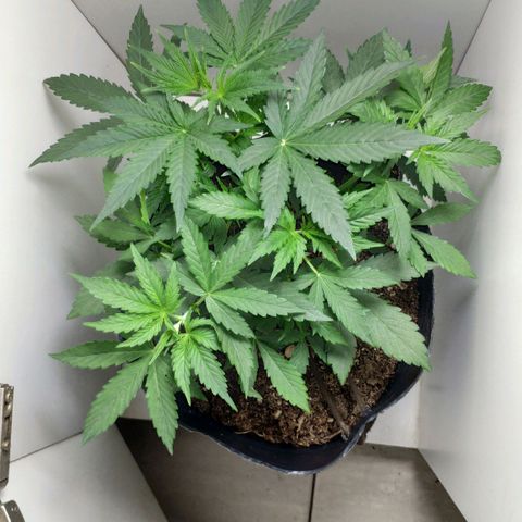Ak47 Auto growlog photo: 20 días, día siguiente al riego. Atardecer