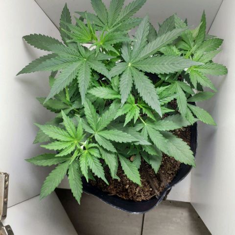 Ak47 Auto growlog photo: 20 días, día siguiente al riego. Atardecer