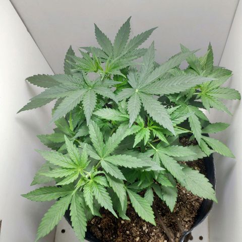 Ak47 Auto growlog photo: 20 días, día siguiente al riego. Atardecer