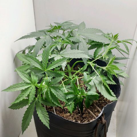 Ak47 Auto growlog photo: 21 días, aplicó LST a ramas ya que tienen el tamaño suficiente