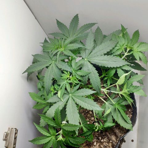 Ak47 Auto growlog photo: 21 días, aplicó LST a ramas ya que tienen el tamaño suficiente
