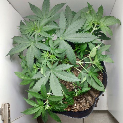 Ak47 Auto growlog photo: 21 días, aplicó LST a ramas ya que tienen el tamaño suficiente
