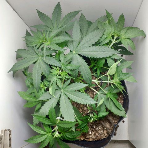Ak47 Auto growlog photo: 21 días, aplicó LST a ramas ya que tienen el tamaño suficiente