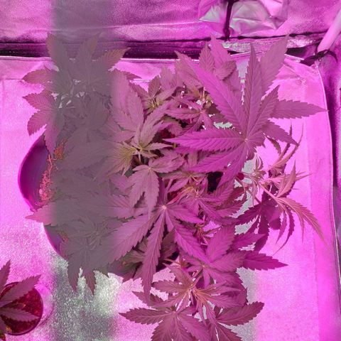Ak47 Auto growlog photo: 22 días Ajusto LST