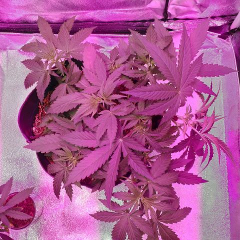 Ak47 Auto growlog photo: 22 días Ajusto LST