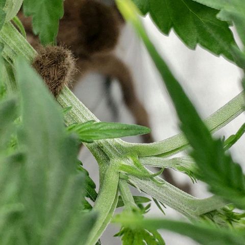 Ak47 Auto growlog photo: Día 22, ya mostró el primer pistilo.