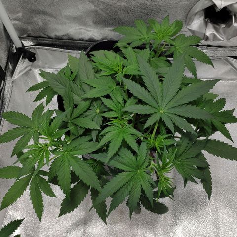 Ak47 Auto growlog photo: Día 22, ya mostró el primer pistilo.